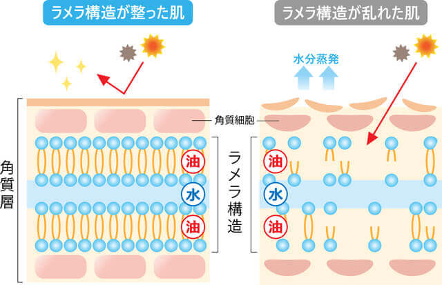 ラメラ構造が整った肌と乱れた肌