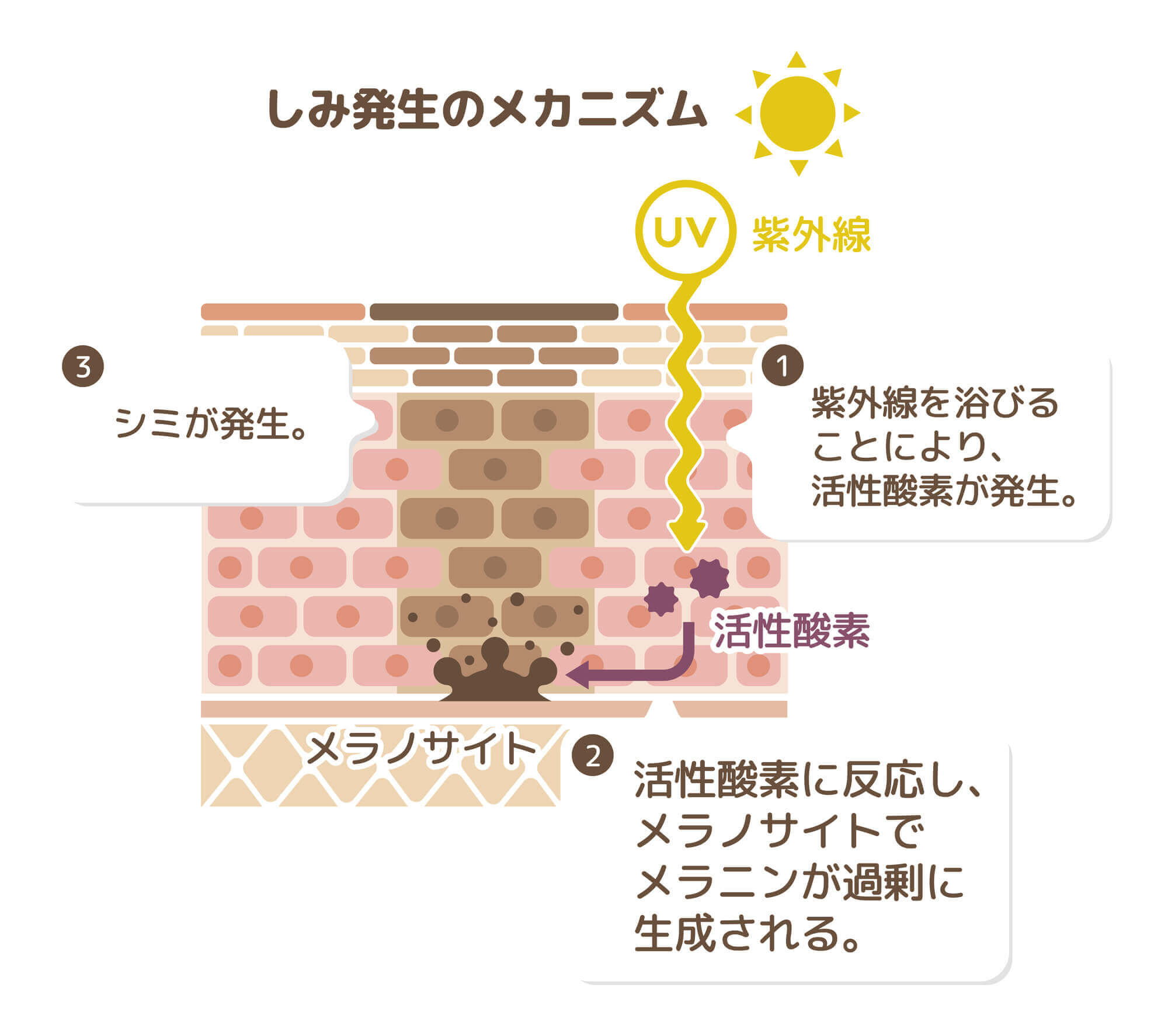 シミ発生のメカニズム