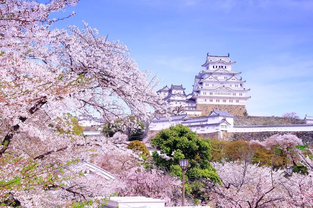 姫路城の桜