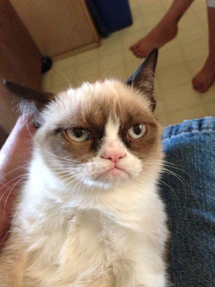 Grumpy Cat, gato enojado meme