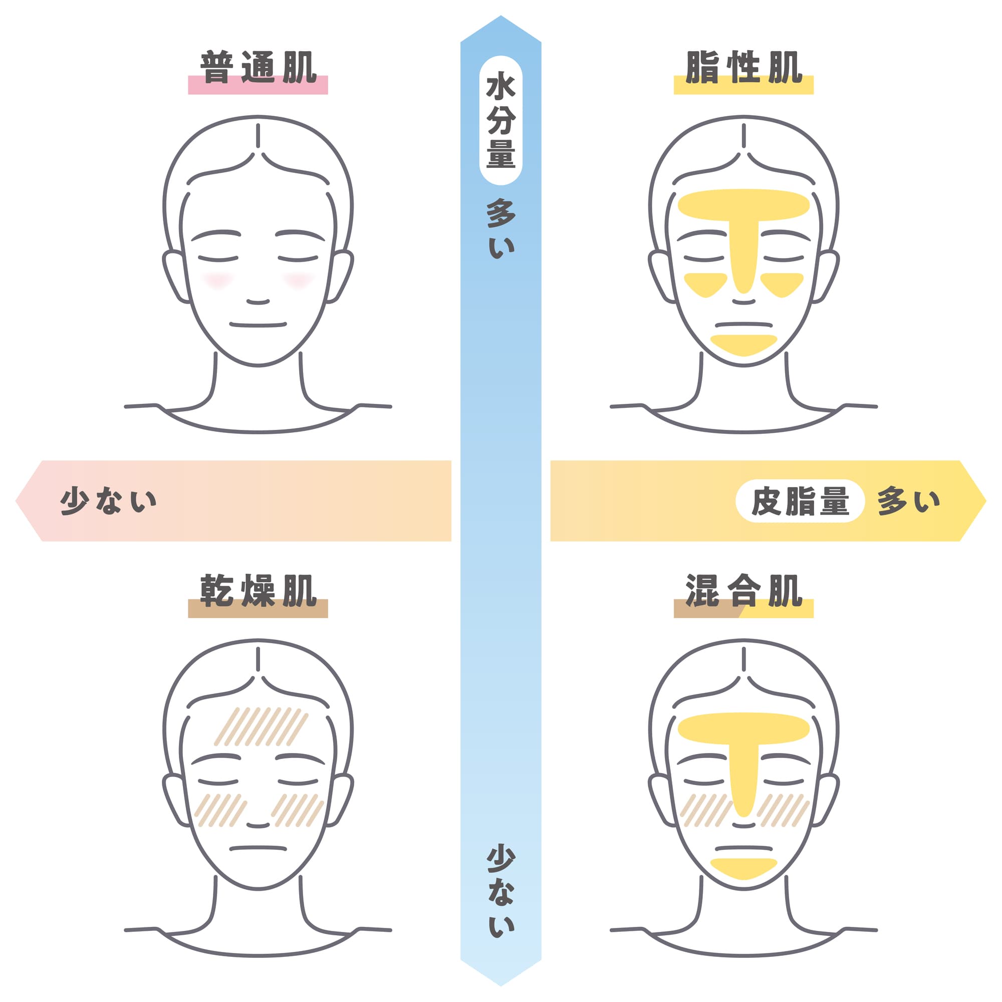 スキンタイプの分類画像