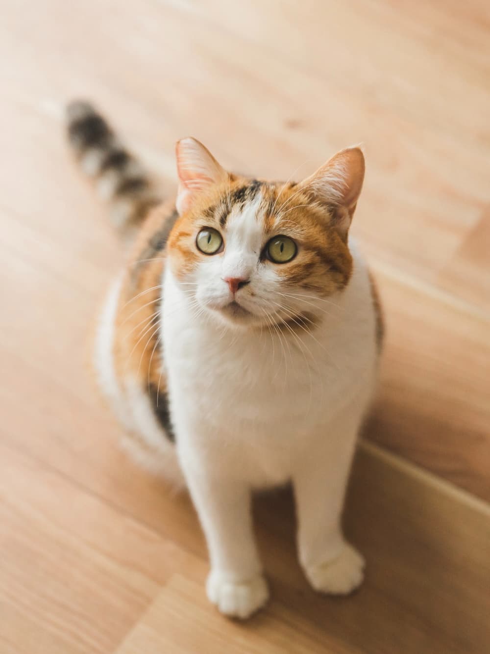加工前の猫の写真
