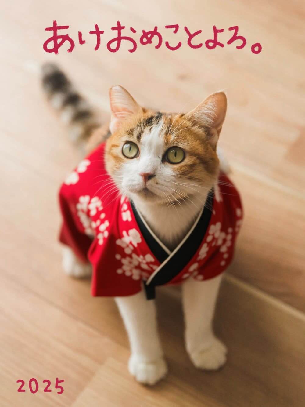 飼い猫を正月風にアレンジした年賀状