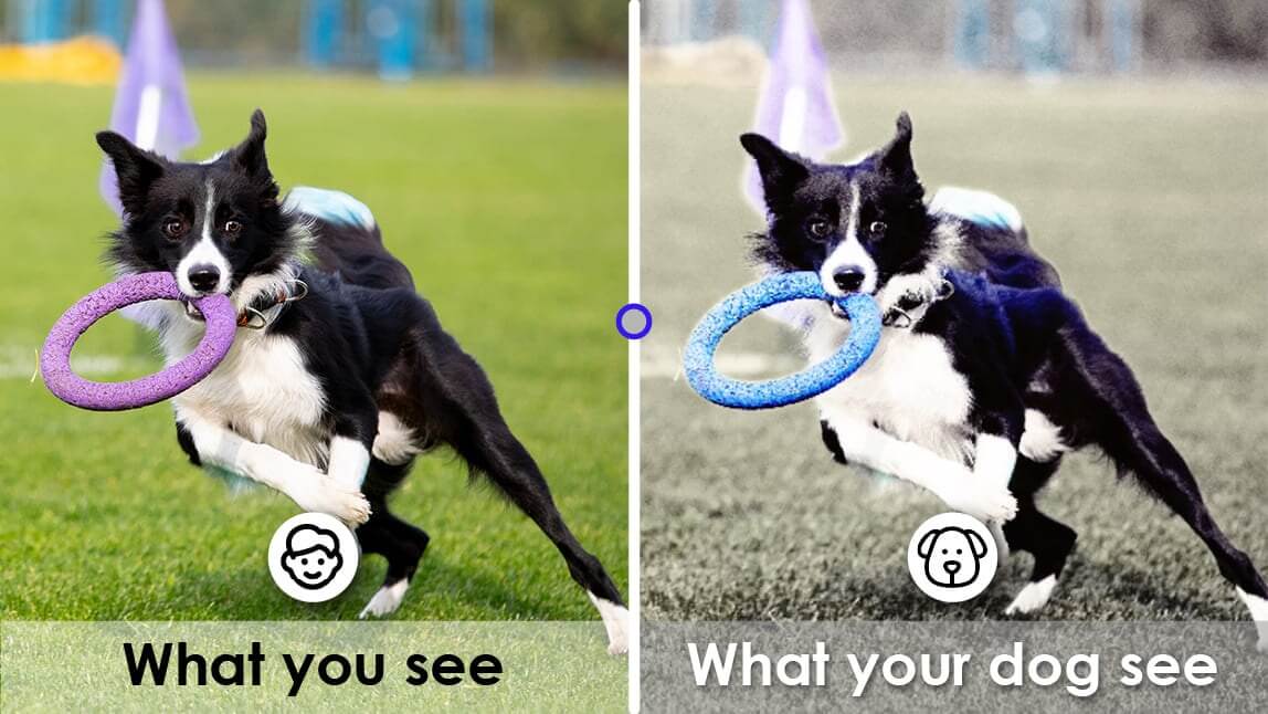 Dog Vision Filter: App that Lets You See Dog Vision | PERFECT