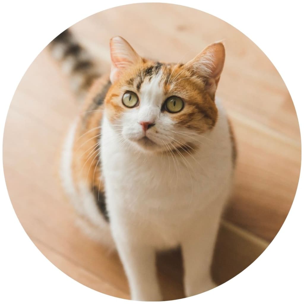 動物の画像をトプ画に設定している人