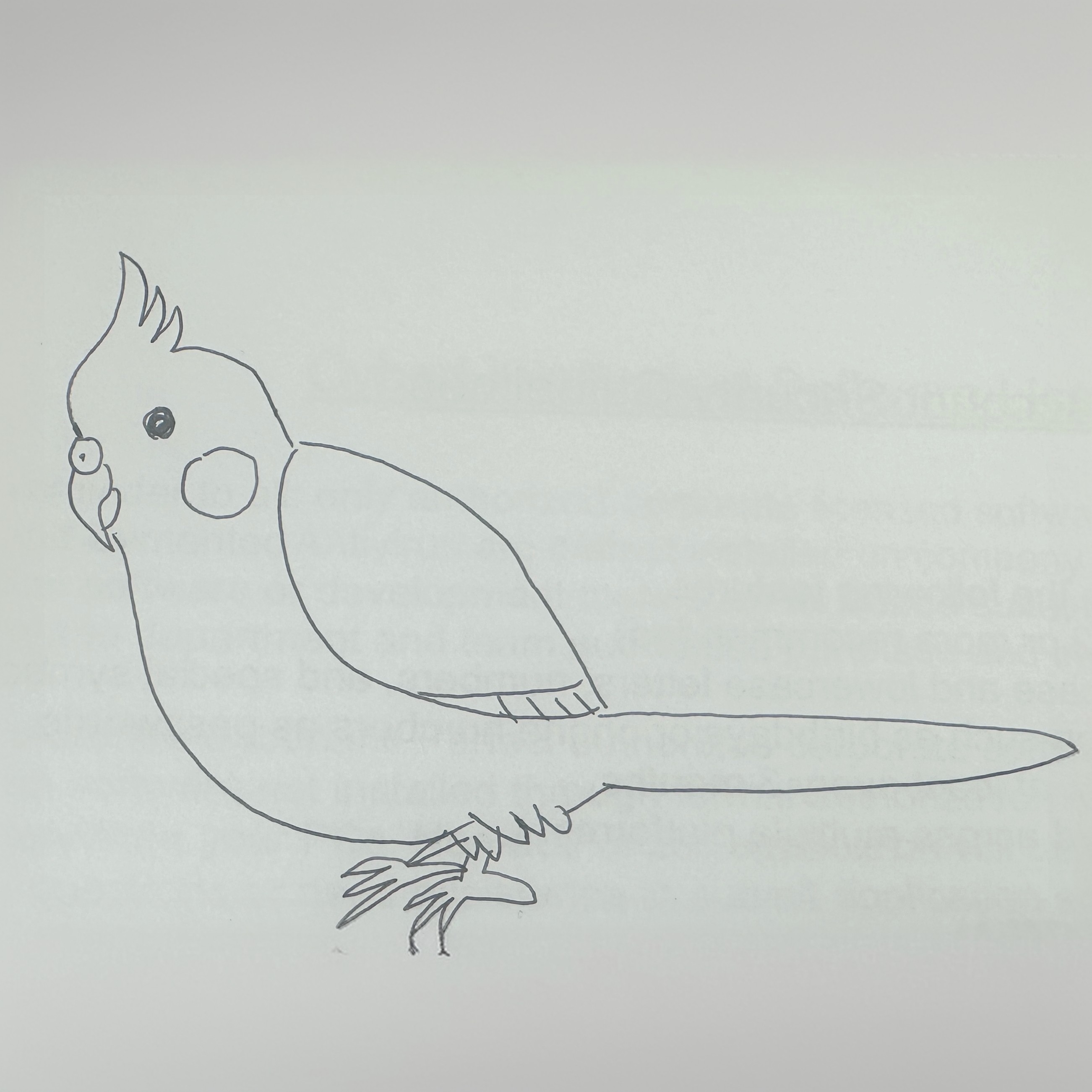 自分で描いたインコの絵