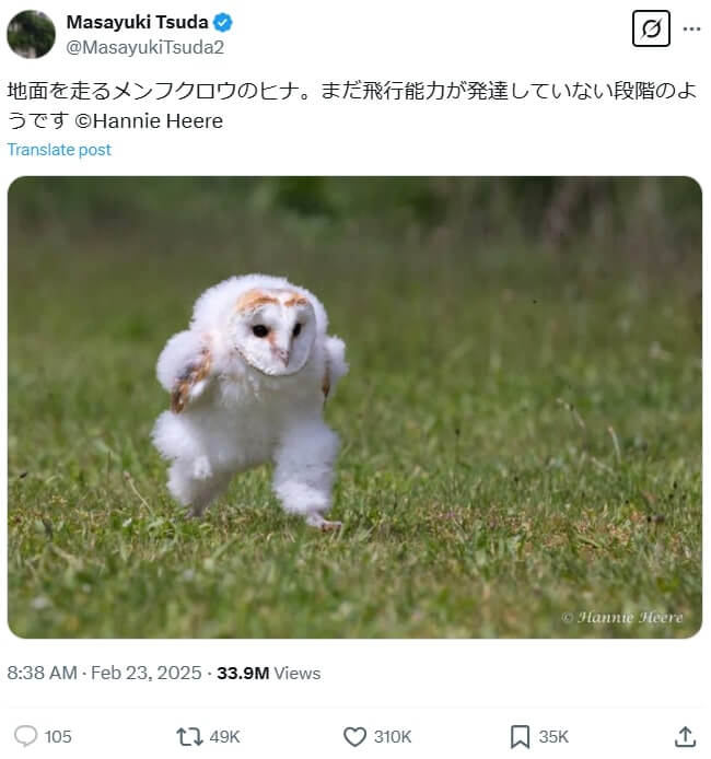 エッホエッホ走るフクロウの元ネタ写真