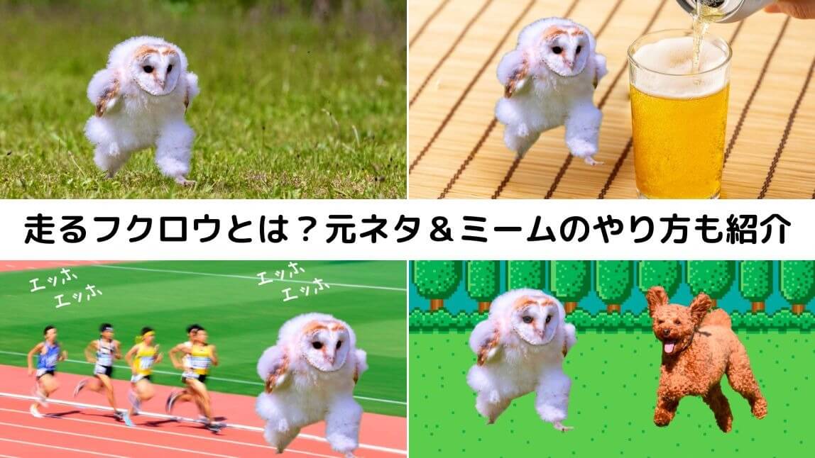 【エッホエッホ】走るフクロウとは？元ネタ＆ミームのやり方も紹介【2025年最新】