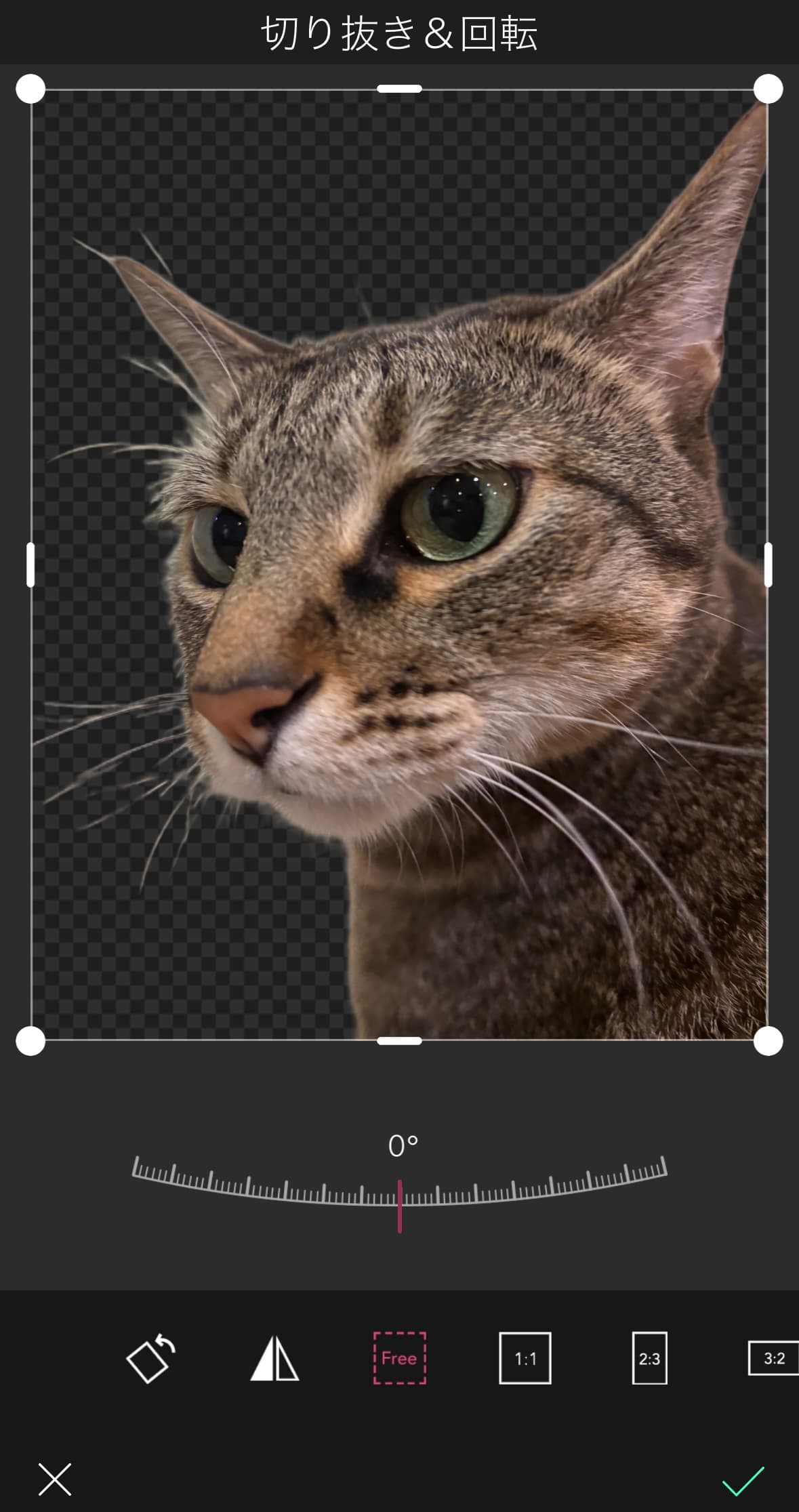 写真を透過した様子