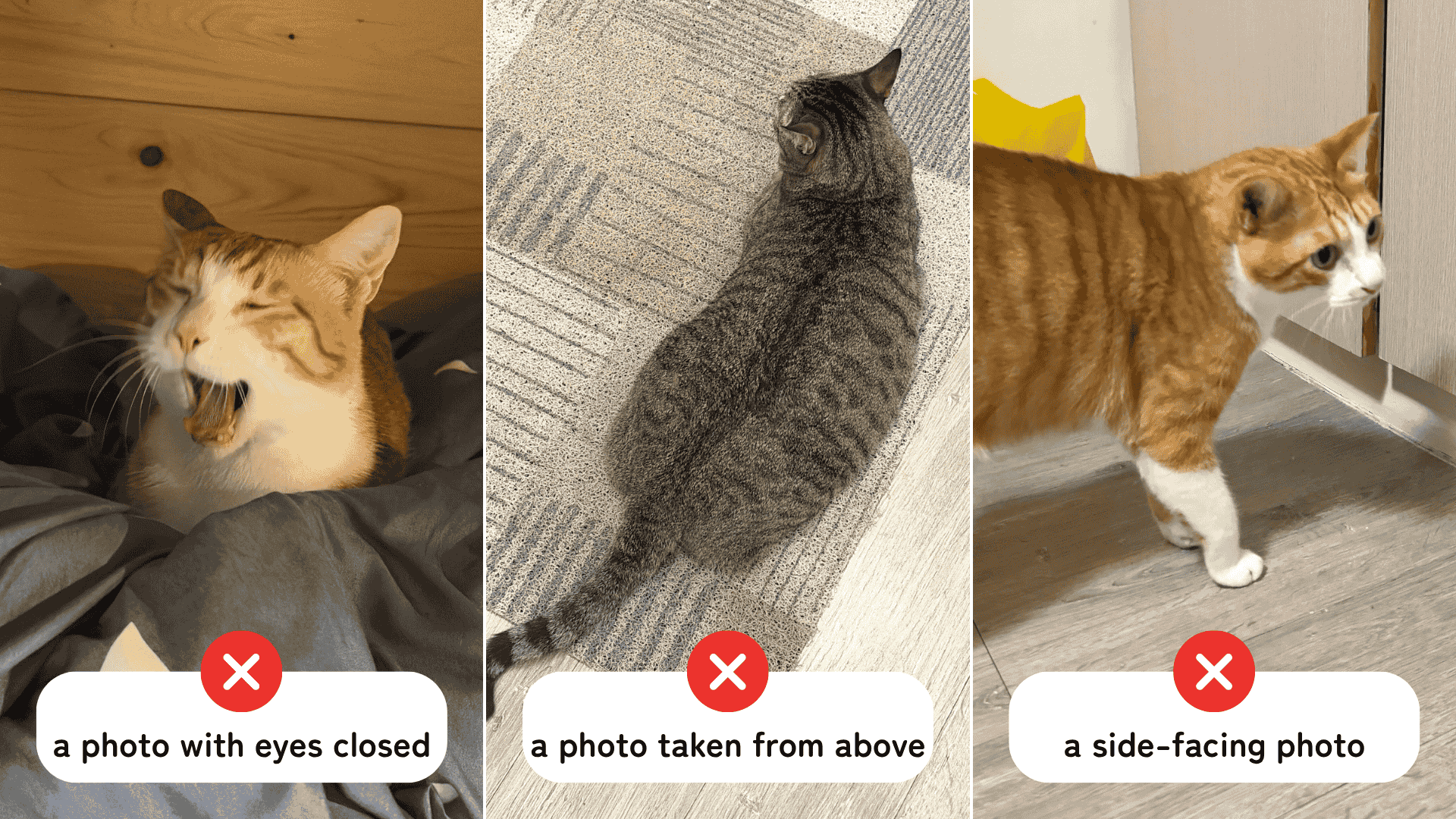 Examples of bad photos for AI video: pet is turned to the side, blurry, or partially out of frame.