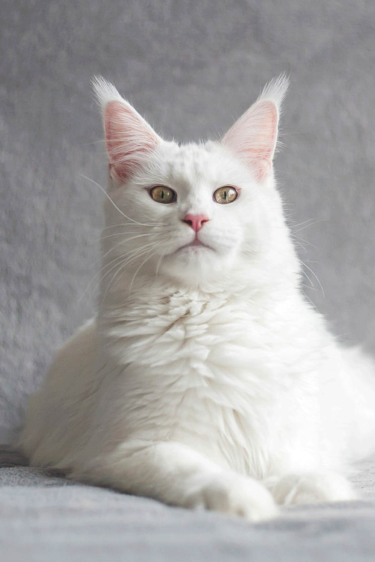 Try YouCam AI Chat now - the best cat identifier app.