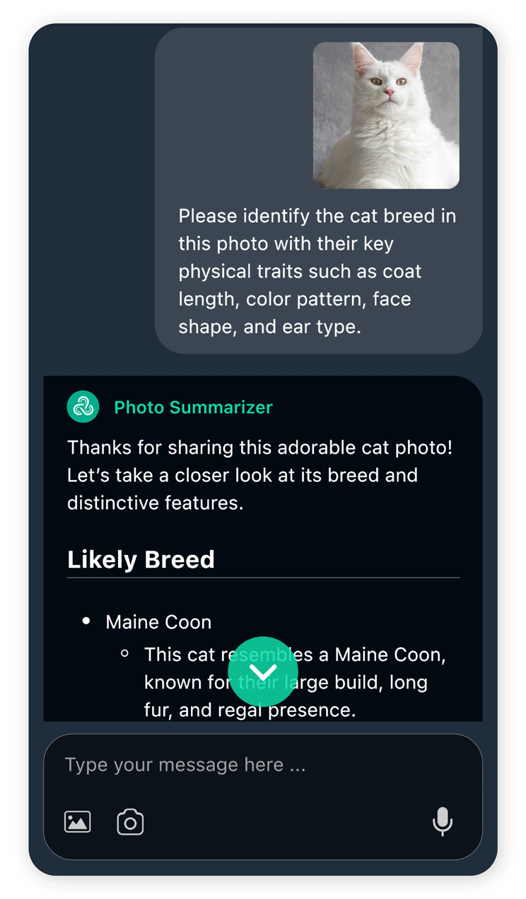 Try the best cat breed identification app now.