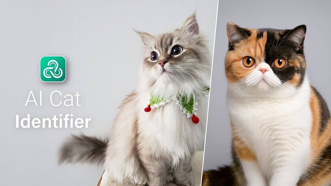 Best Cat Breed Identification App