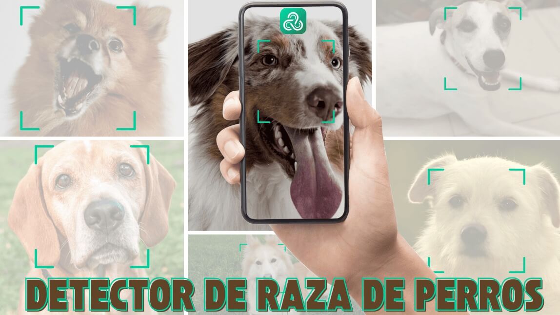 detector de raza de perros