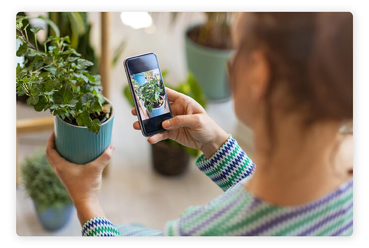 app para identificar plantas app para identificar plantas