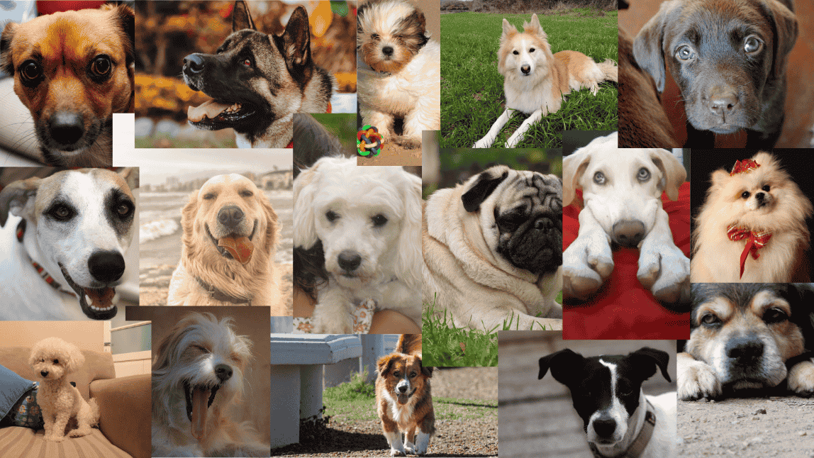 razas de perros