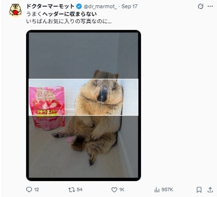 @dr_marmot_の投稿より