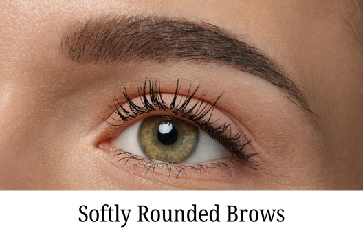 softly rounded brows