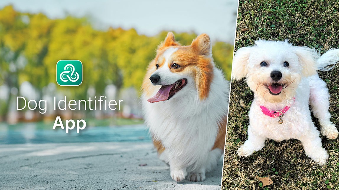 Best Dog Breed Identifier App - Identify dog breeds using AI