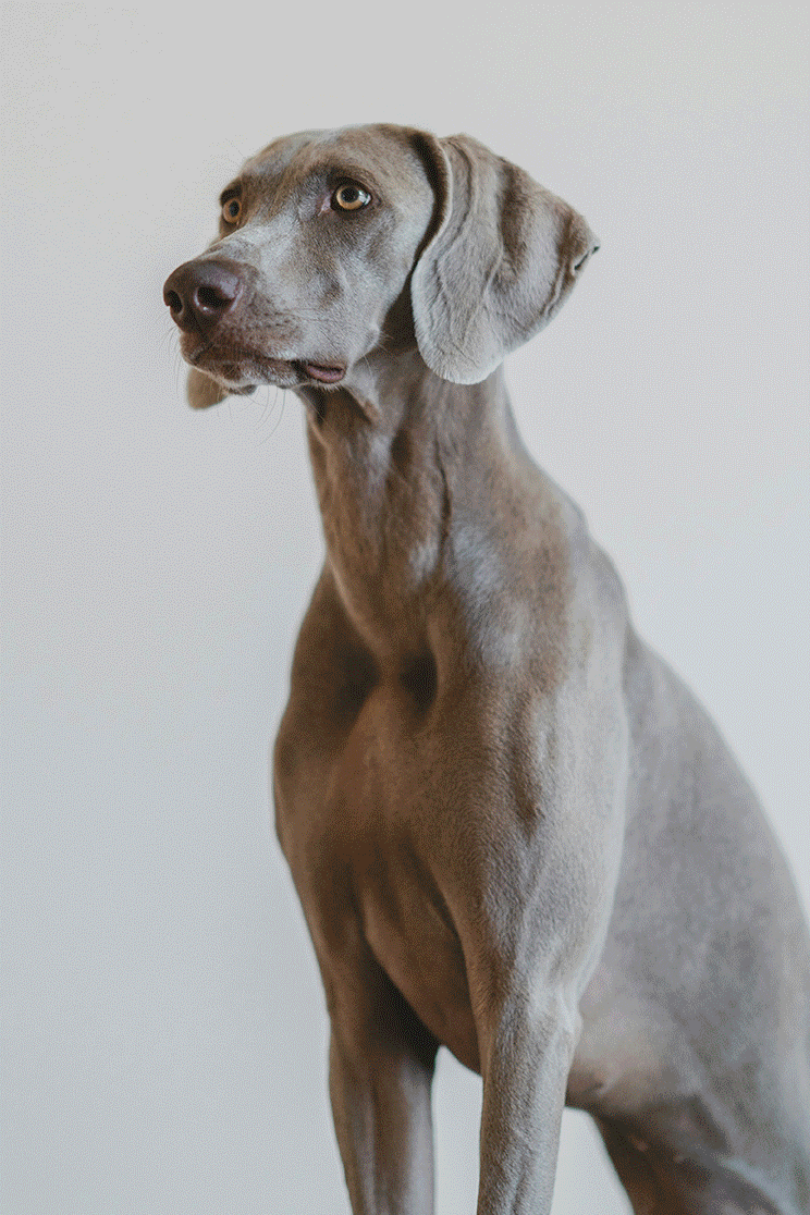 Identify a dog's breed with the best dog breed identifier app.