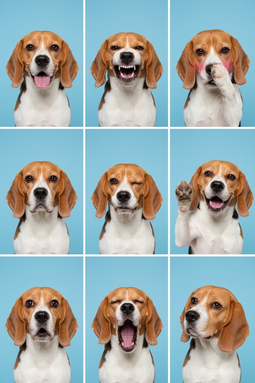 ステップ⑤：犬の証明写真の完成