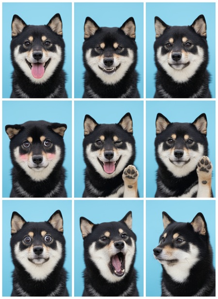 アプリで犬の証明写真生成