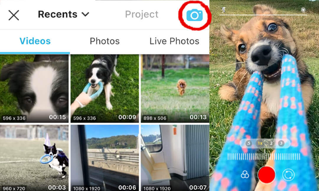 Try Dog Vision Filter Record a Video and Try the Dog Vision Filter