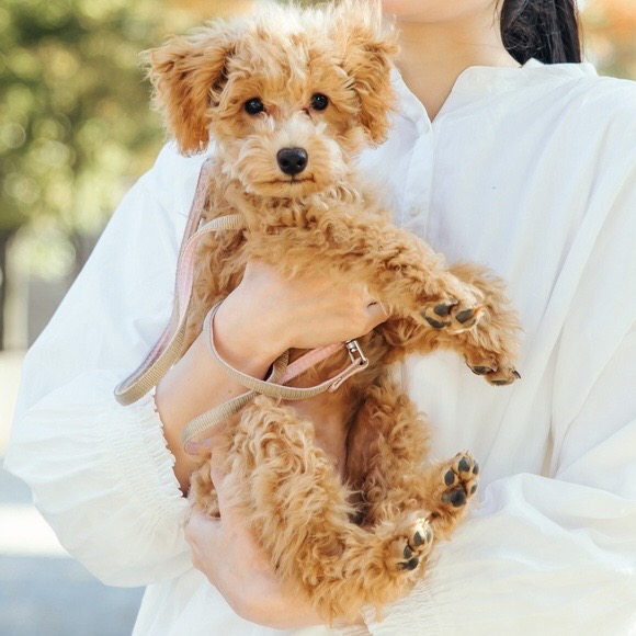 犬の写真をアップロード