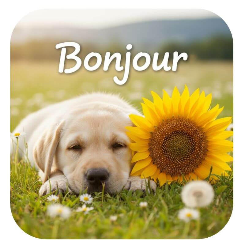 Images gratuite bonjour