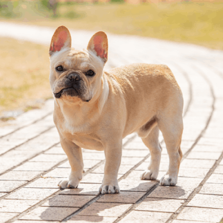 YouCam画像編集ツールで作成した背景透過画像