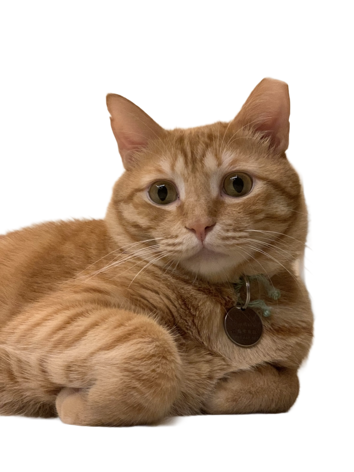 去背透明照片 去背App推薦-免費去背景手機App-照片去背軟體