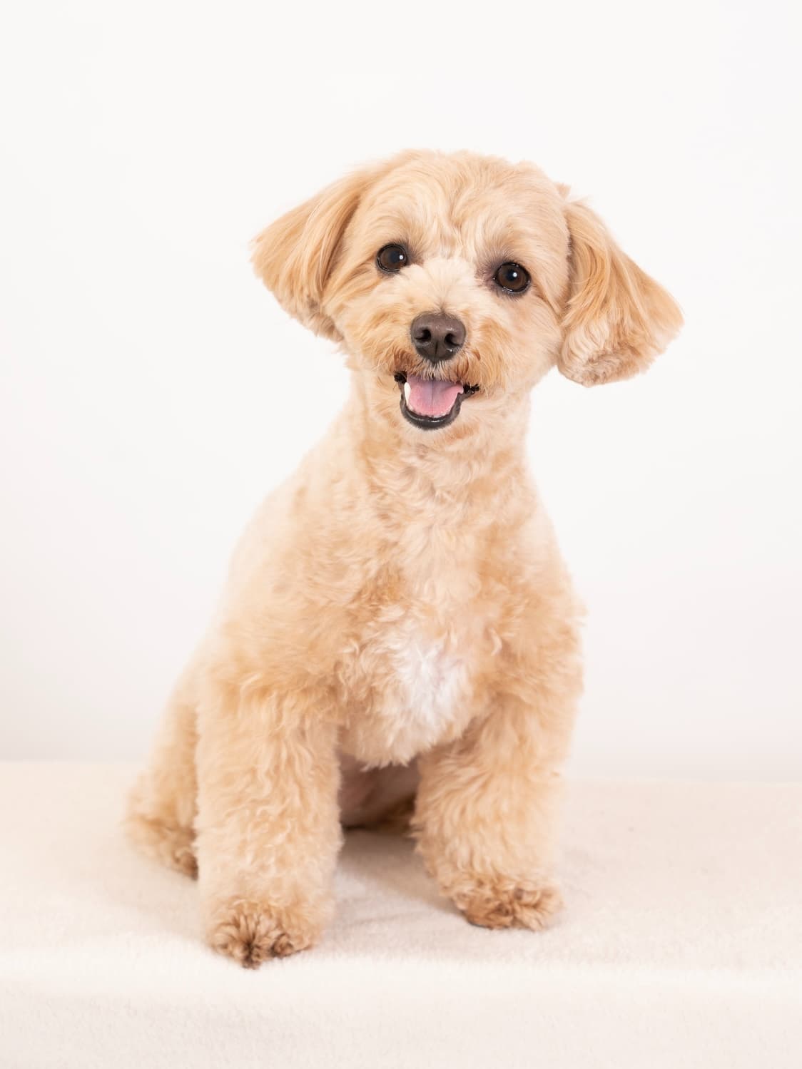 例えば、このプードルの写真を… 例えば、このプードルの写真を…