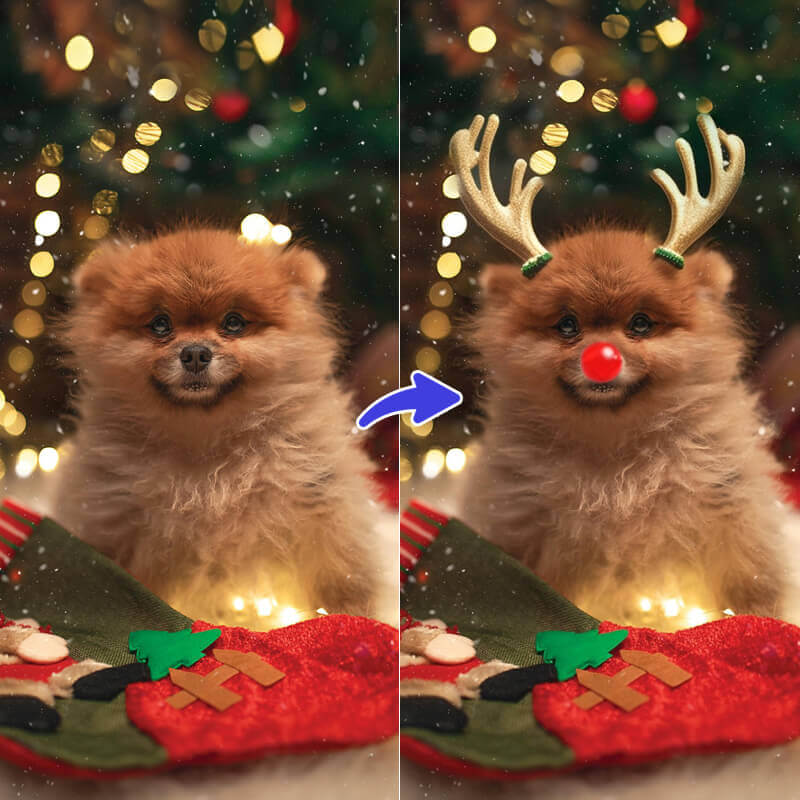 A fluffy Pomeranian dog sitting in front of a Christmas tree. The left image shows the original photo, while the right image shows the dog edited with reindeer antlers and a red Rudolph nose for a festive holiday look.