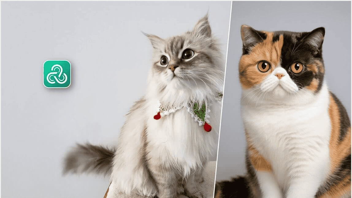 Gato cinza peludo e gato calico exótico ao lado do logo do YouCam AI Chat, o melhor aplicativo para identificar raça de gato por foto.