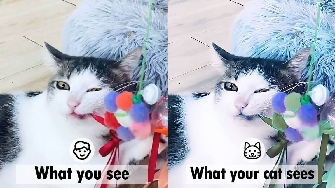 Comparação lado a lado mostrando a diferença entre a visão humana e a visão de gato, demonstrando como o filtro simula as cores que os felinos enxergam.