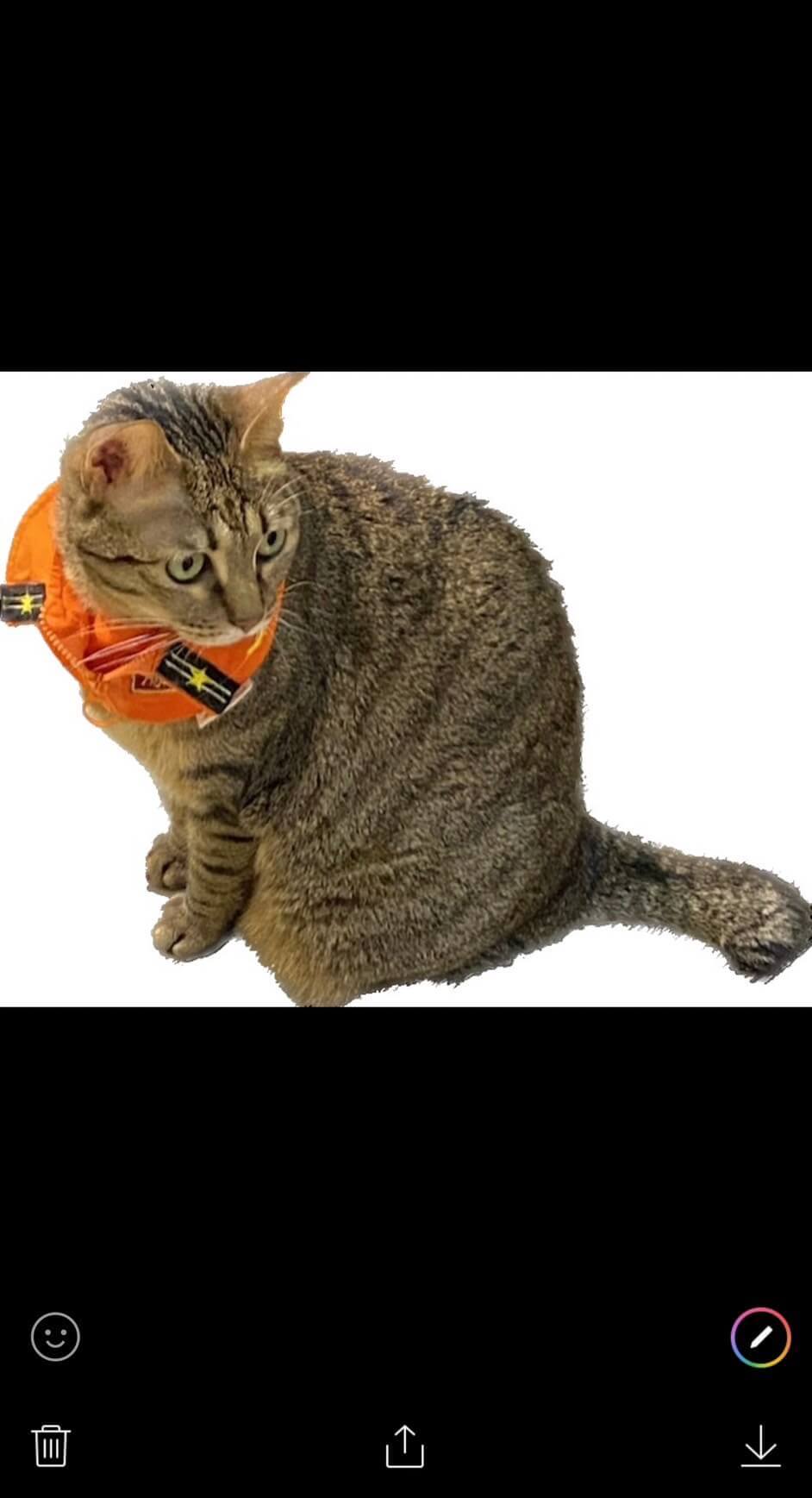 iPhone 照片背景變白-照片背景變白-AI 去背白底-照片背景改白色