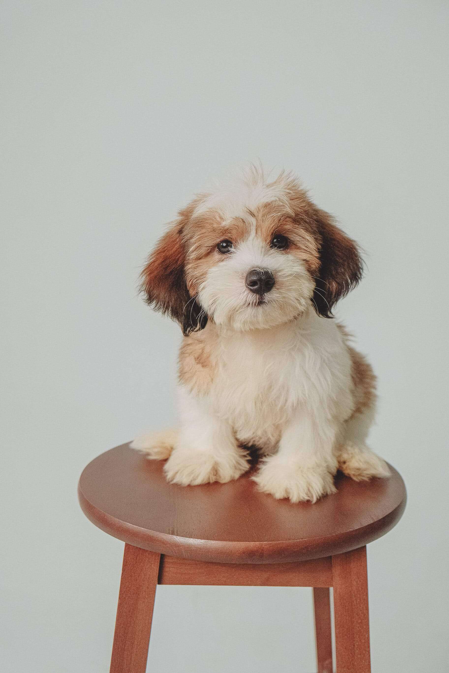 sube fotos  para ponerle fondos navideños