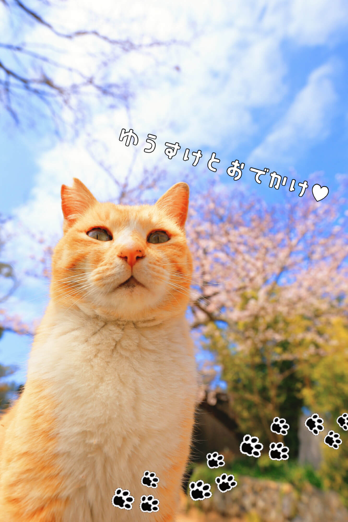 ペットの写真もデコれます