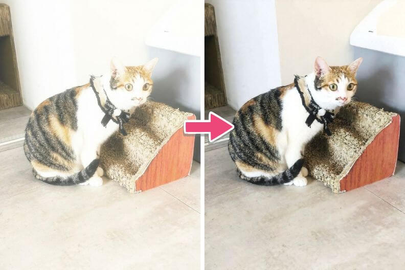 ケース２：ペットの室内写真