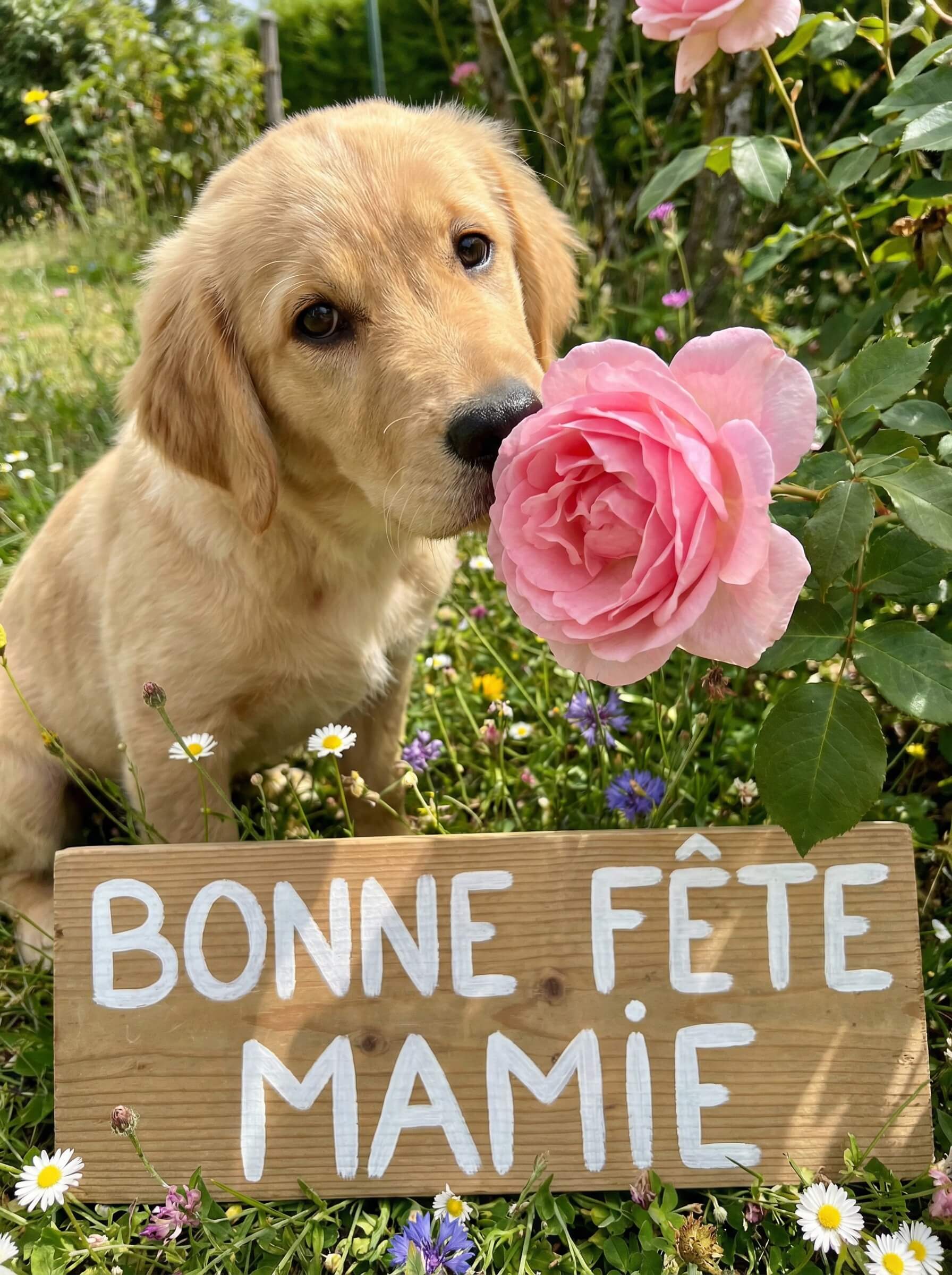 Bonne fête mamie 2026 : carte fête des grands-mères 2026