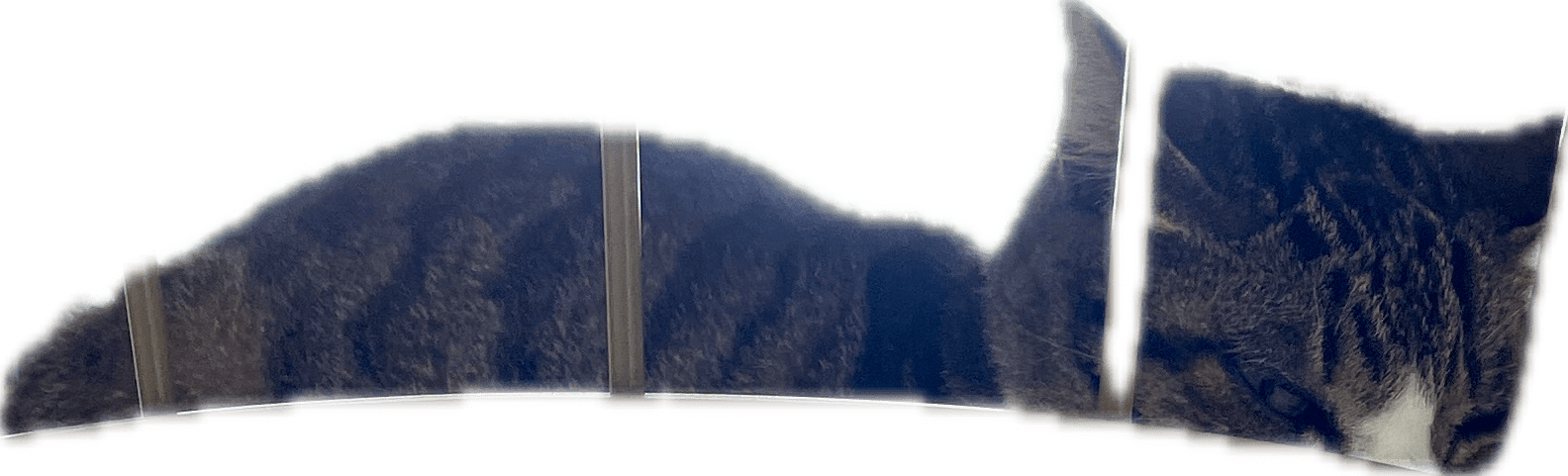 うまく切り抜きできない写真