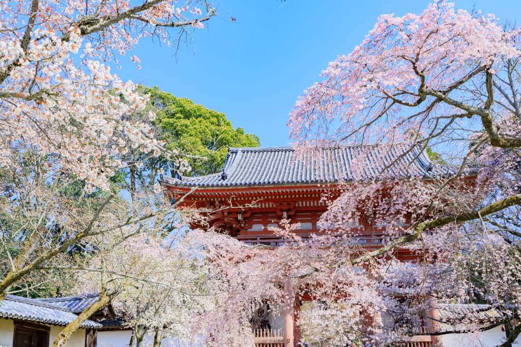 醍醐寺の桜