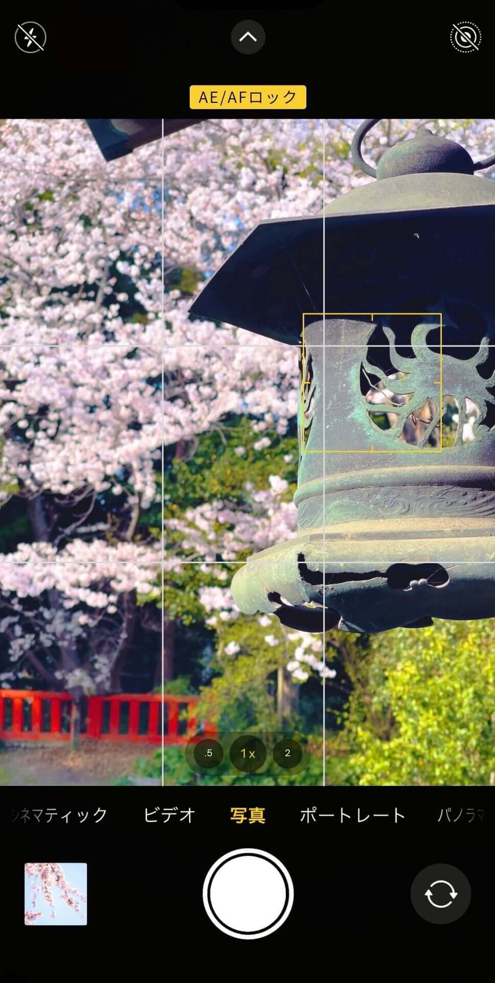 ピントを固定して桜を撮影