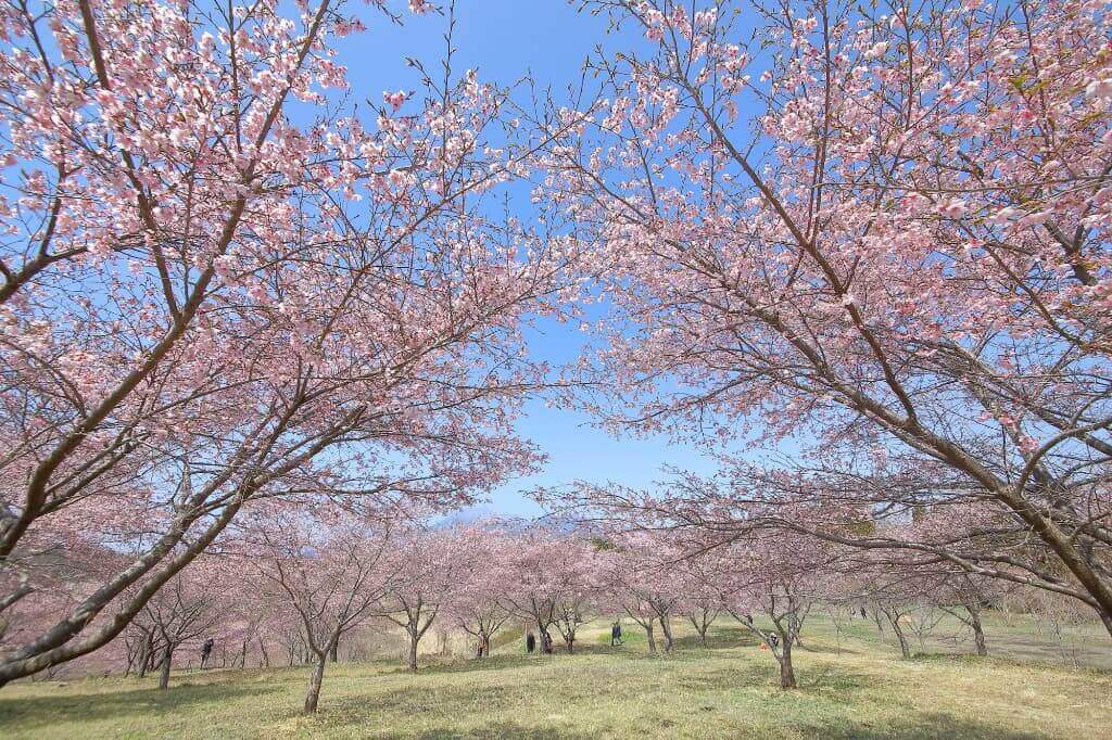 長湯温泉のしだれ桜