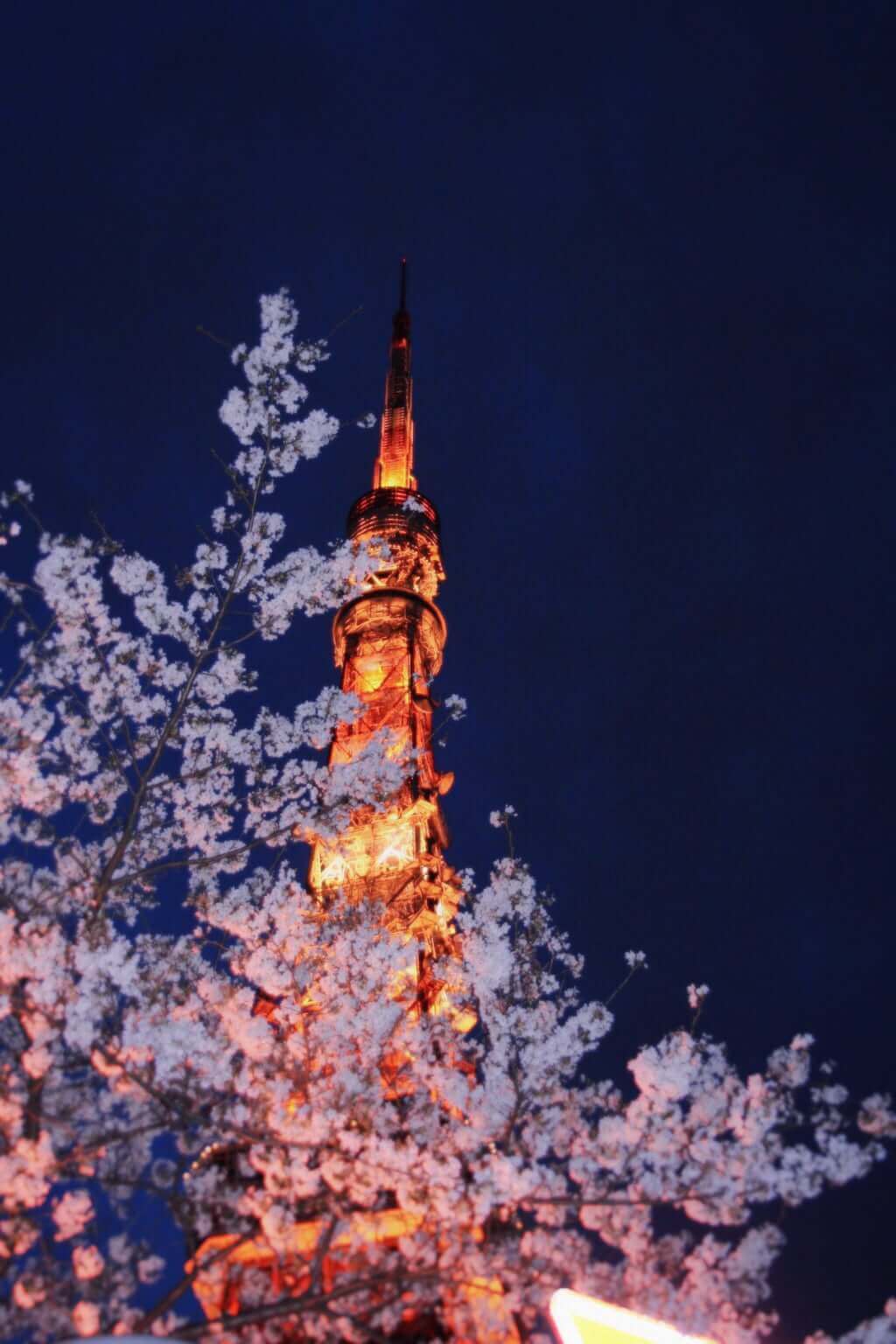 副題を入れて夜桜を撮った様子