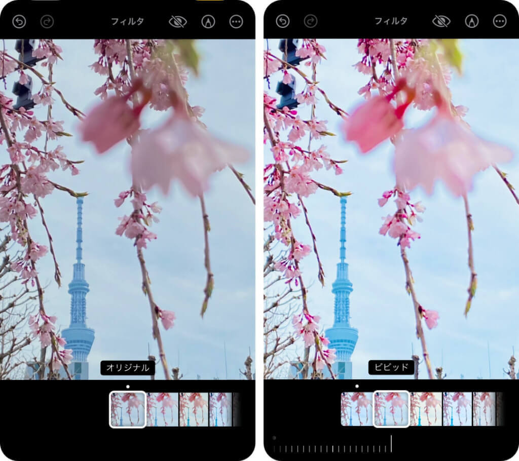 桜のピンクが映える【ビビッド】