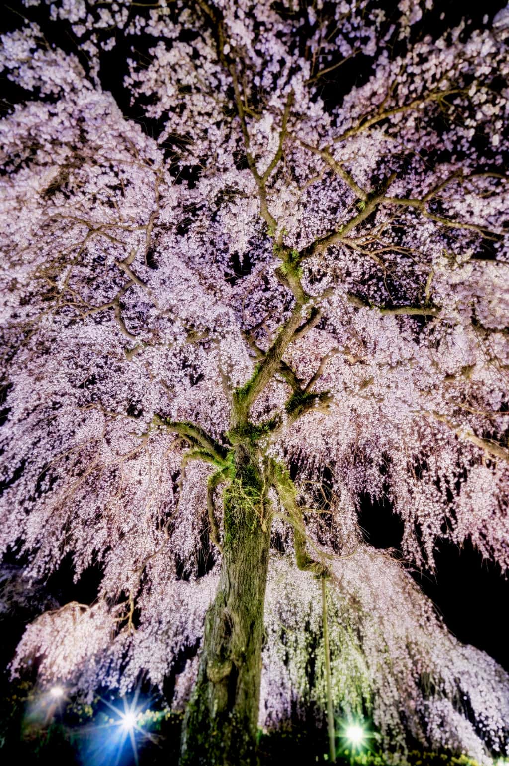 枝ぶりの良い木を選ぶ