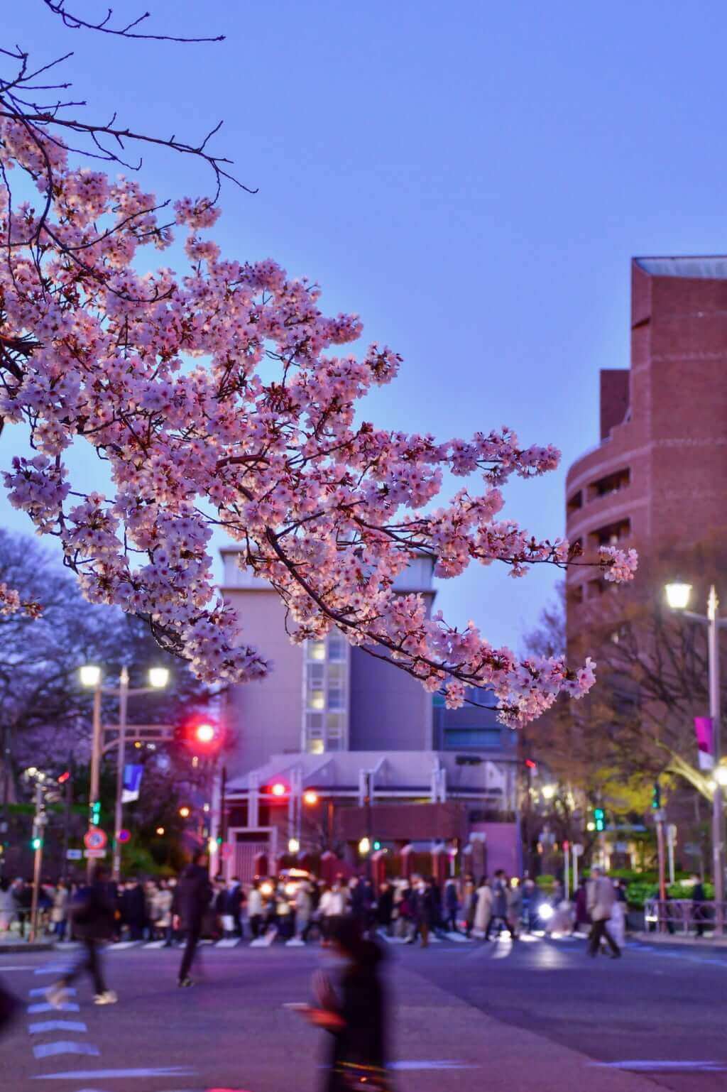 日暮れ後に撮影する