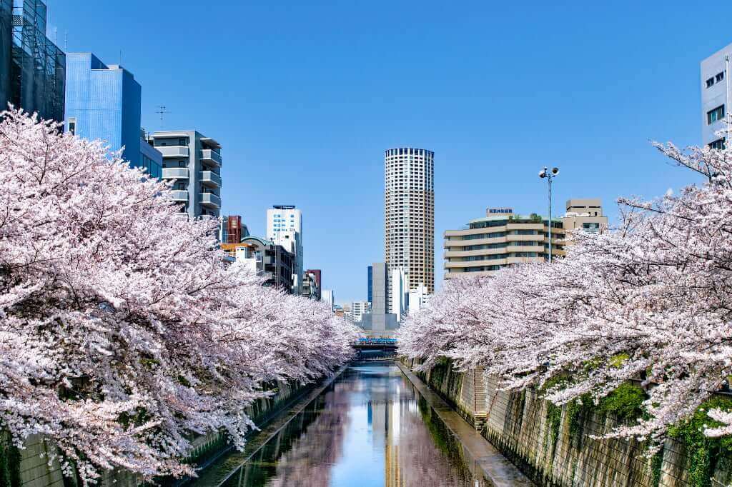 目黒川沿いの桜