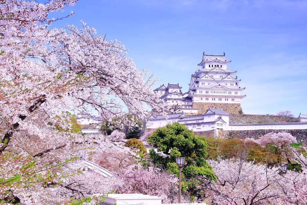 姫路城の桜